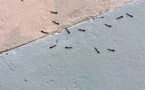 浴室突然很多螞蟻 毛腿魚鴞